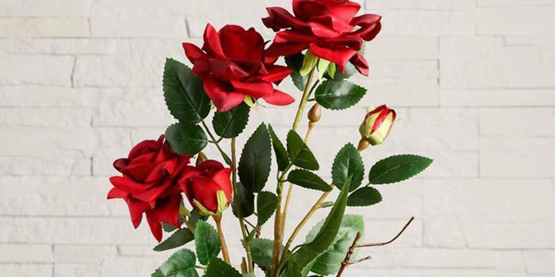 Почему желтеют листья комнатной розы и как спасти цветок?