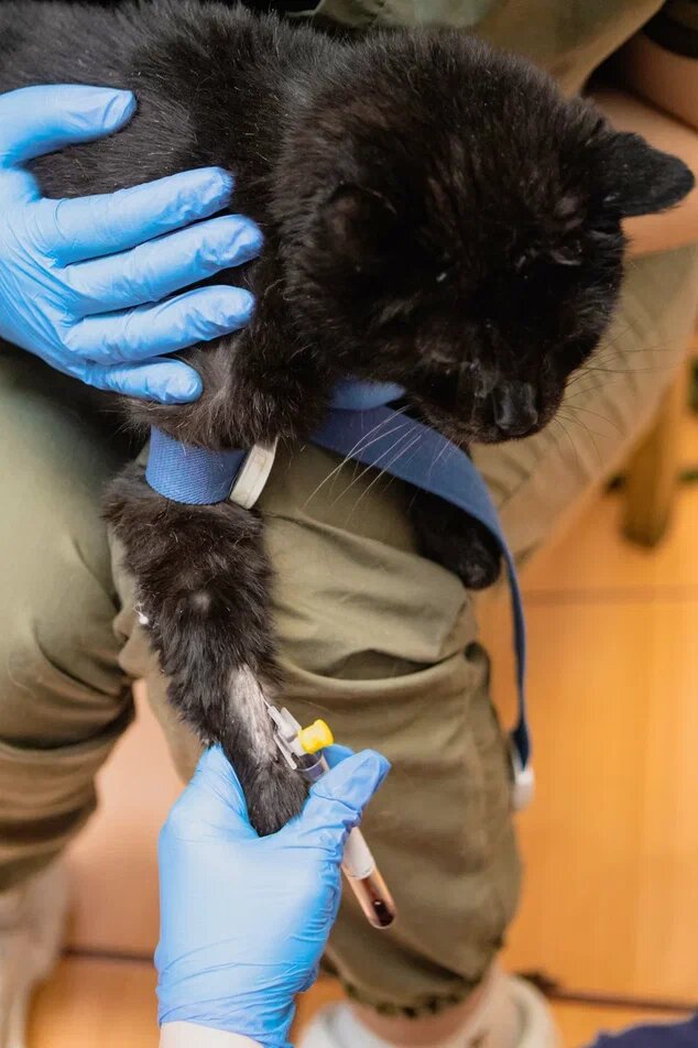 Кошек много, стационары всегда битком, РАСХОД БОЛЬШОЙ