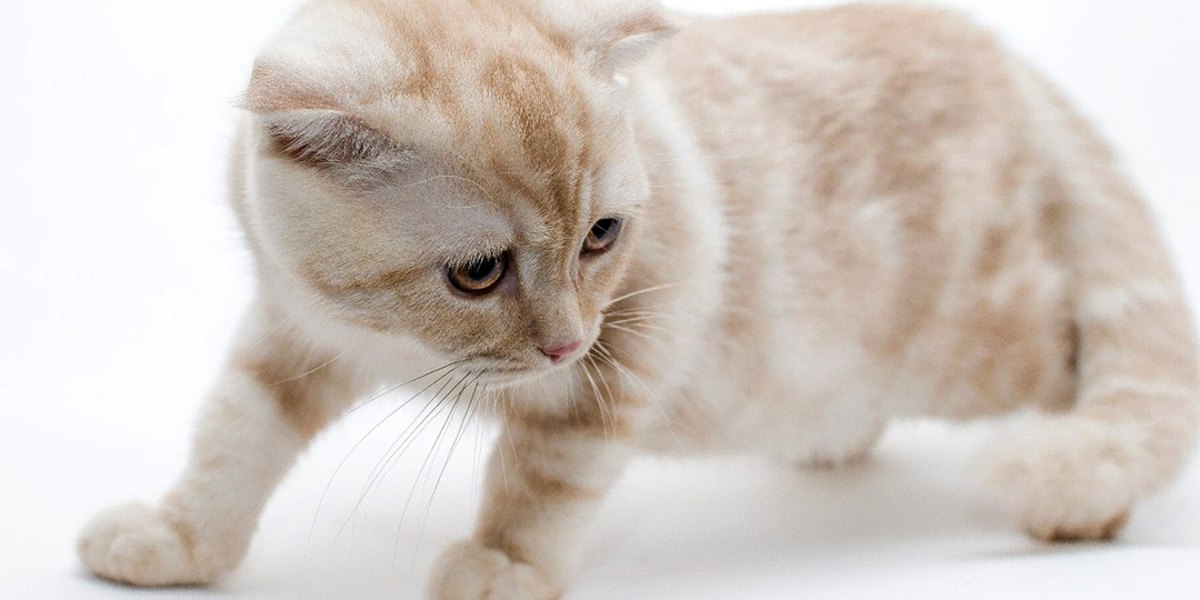 В каких случаях кошкам необходимо дополнительное потребление воды