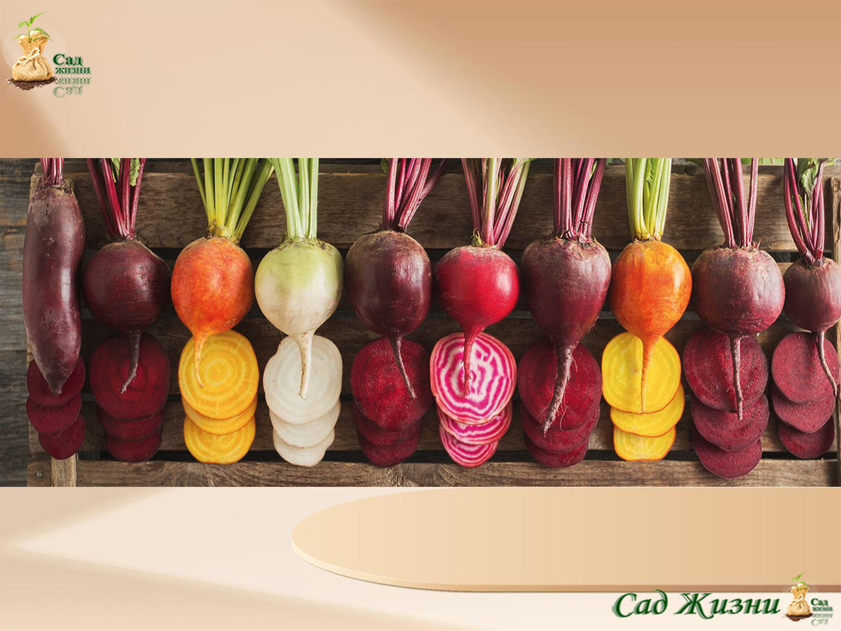 Форма корнеплода заранее подсказывает, каким будет результат