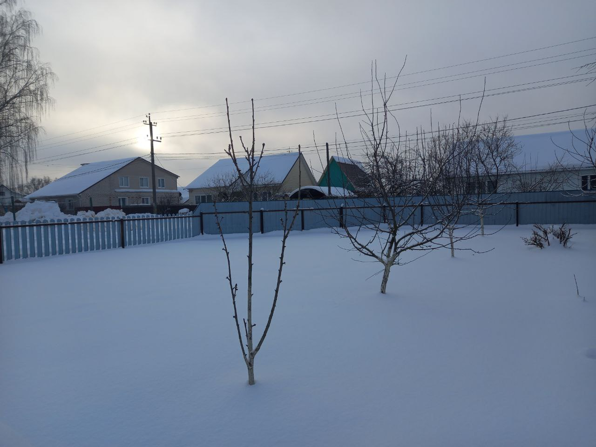 Идеальный белый холст моего огорода. Фото автора.