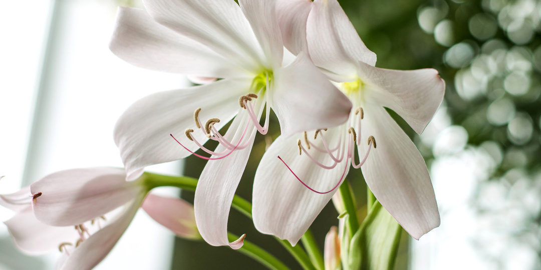 Цветущие луковичные дома: 7 ярких растений и правила их размножения