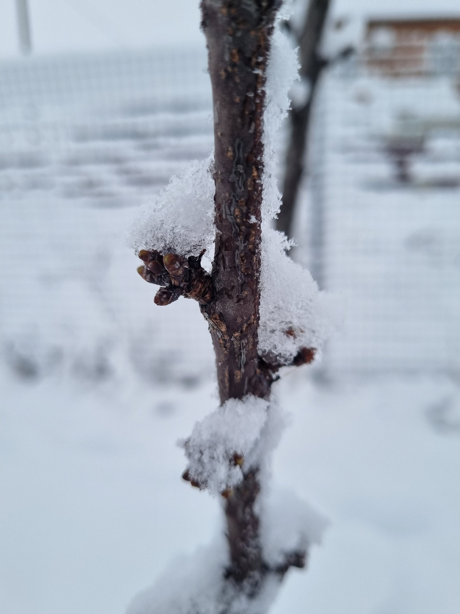 Лёд на черешне