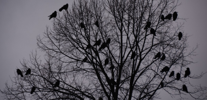В кладезях народной мудрости вороны подстраховались от всех несчастий / Фото: pxhere.com
