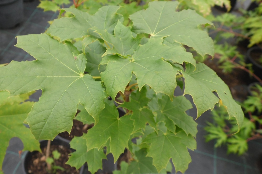  Клен остролистный