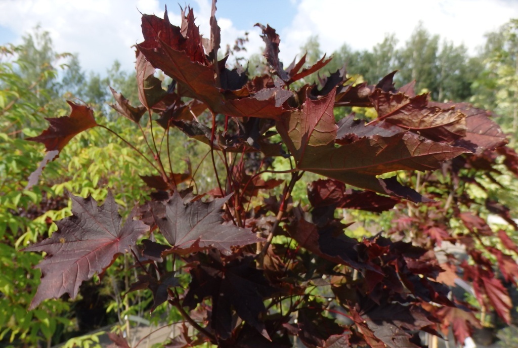  Клен остролистный Кримсон Сентри