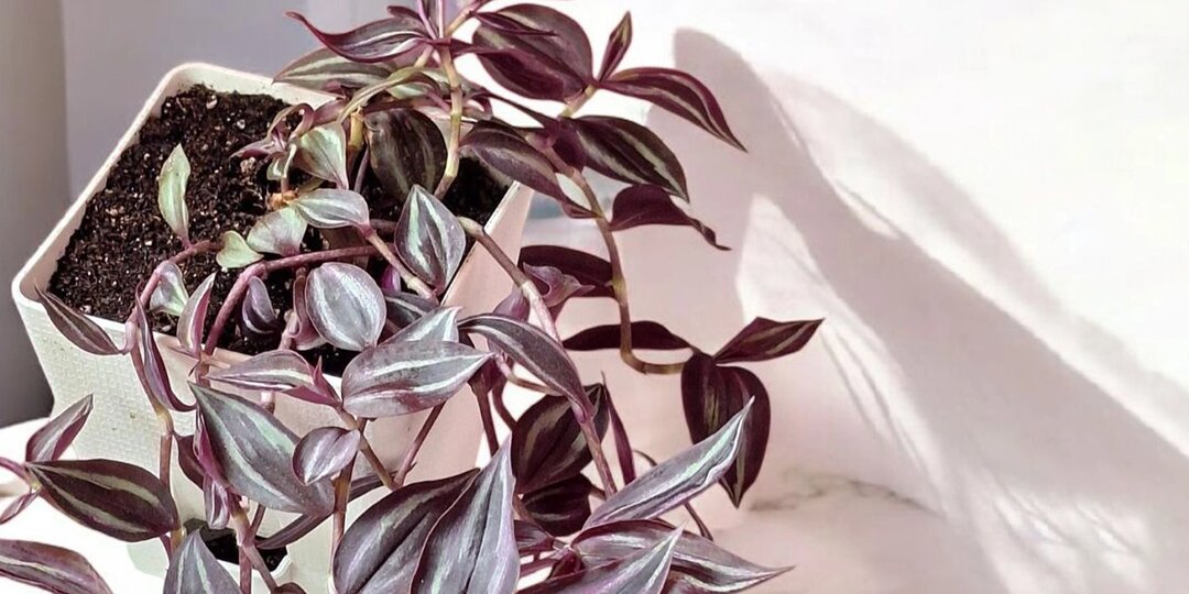 Полосатая красотка: как ухаживать за традесканцией Зебрина?