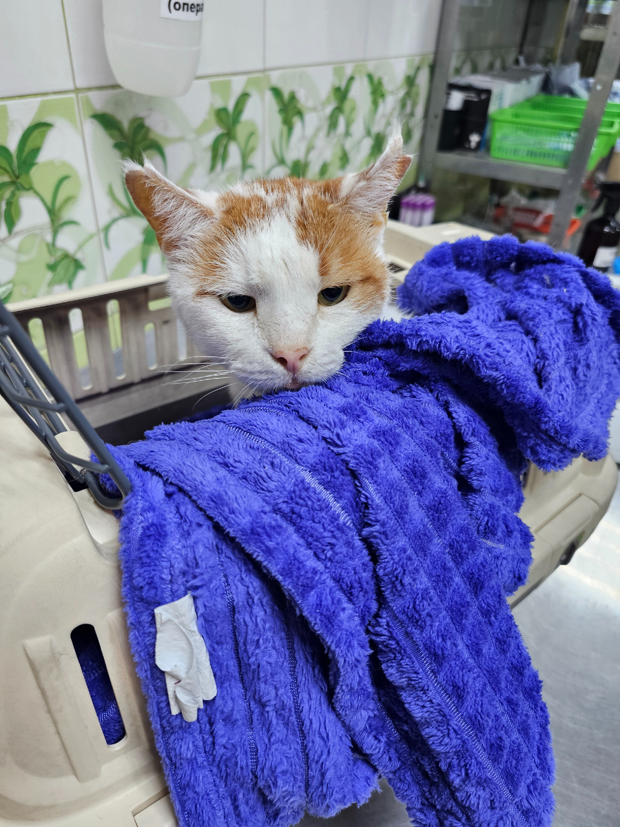 Фото автора. Боингу надо часто посещать врачей