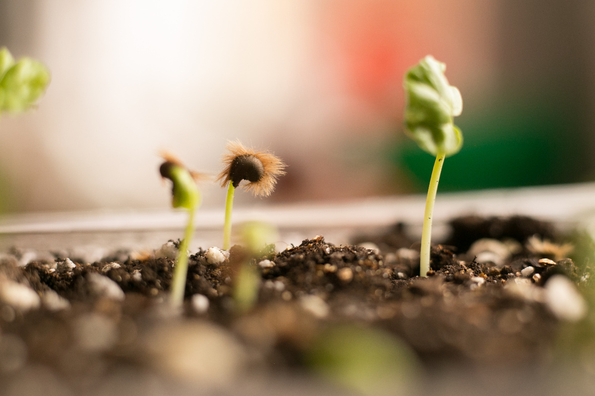 Автор фото Елена Якимова / Greenfingers