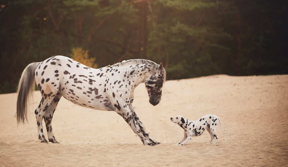Штирлиц никогда не был так близок к провалу.