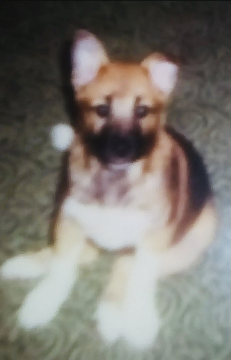 Звали его Джеки.