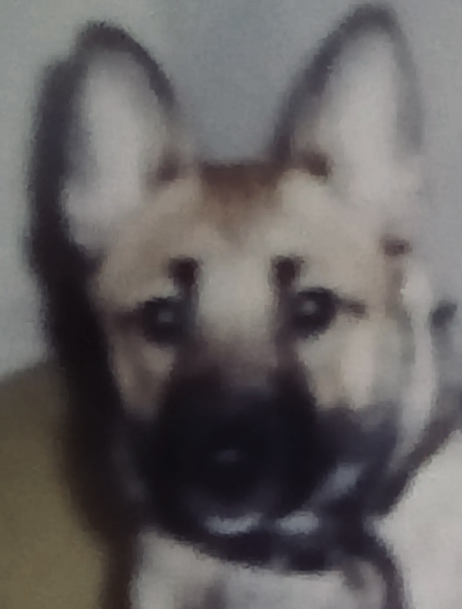 Вот такой красавчик  получился из маленького блохастика.