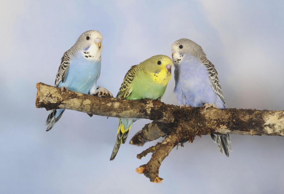    Anni Sommer/imageBROKER.com/Global Look Press