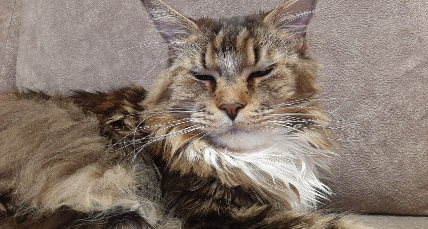    Фото progorod43.ru