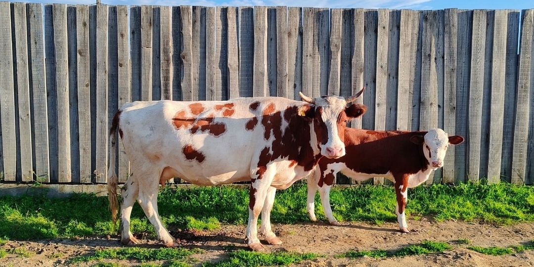 Бурятский фермер предложил инвестировать в коров онлайн, чтобы спасти село от упадка
