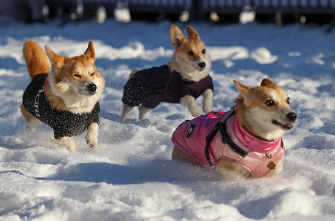    Фото: Антон Вергун