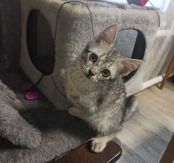 Слёзы счастья: Как герой с передовой встретился с котёнком, которого спас