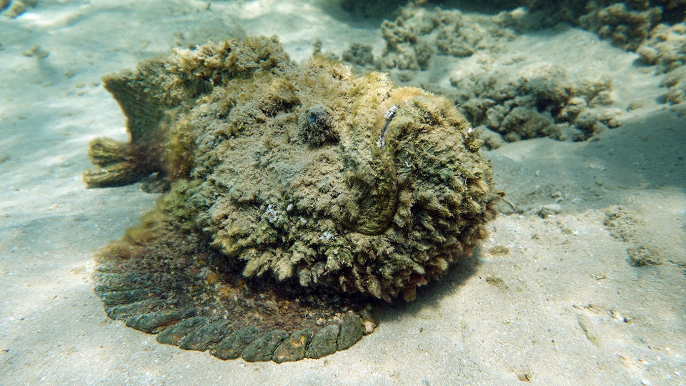 Шесть опасных ядовитых рыб в морях Египта: их внешний вид и правила поведения при встрече