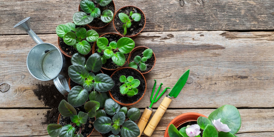 Все способы размножения сенполий − от простых до гибридных