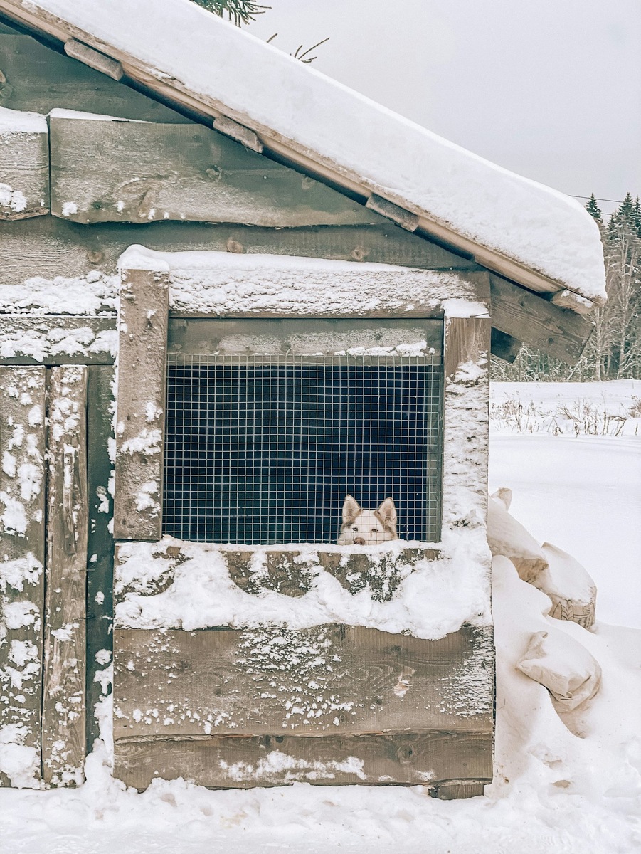    Снежная зима на Камчатке — испытание не только для людей, но и для организаций, помогающим животным. Фото не является документальным