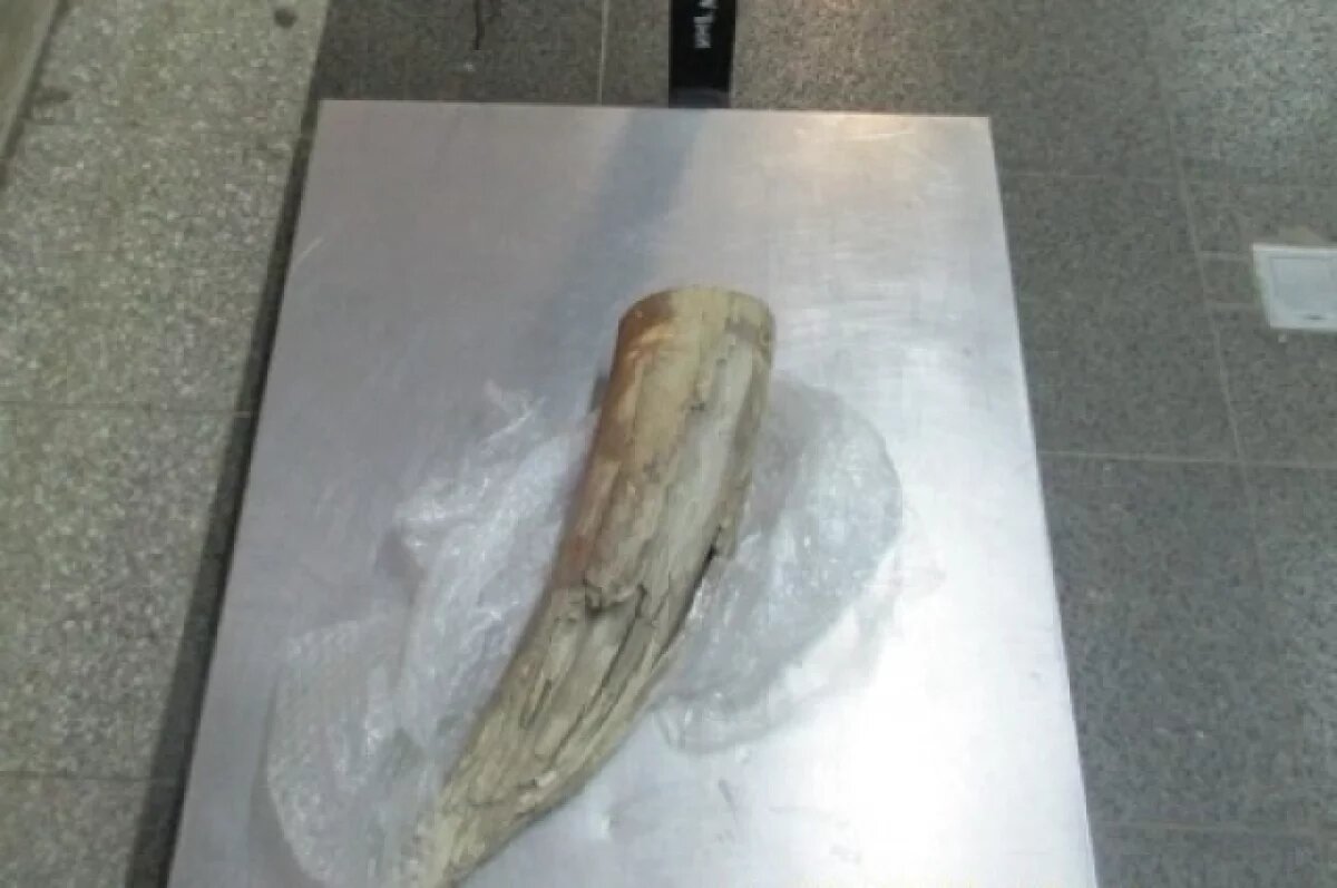    Иностранец пытался вывезти из Псковской области за рубеж бивень мамонта
