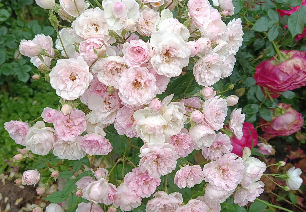 Моцартс Леди