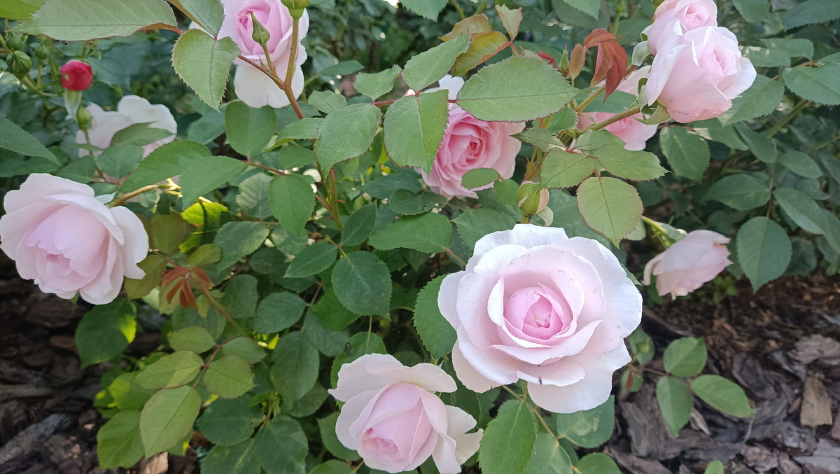 Оливия Роуз