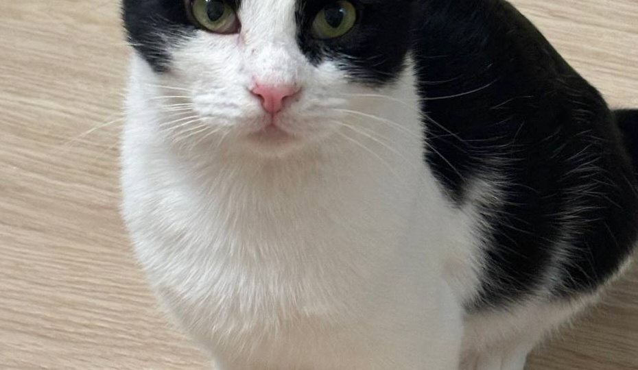 Марсик, замечательный котик без ушка, но зато с очень добрым сердечком