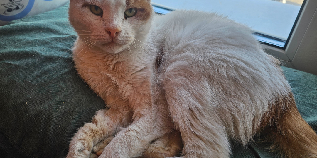 Помогите спасти кота.