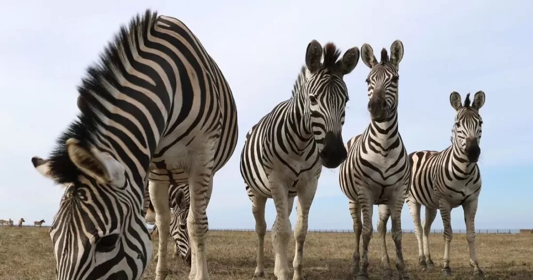    Сергей Аверин / РИА Новости