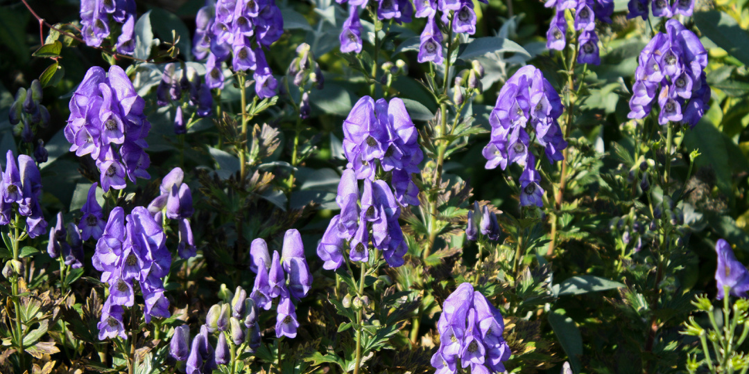 Осторожнор: древний и очень ядовитый красавец