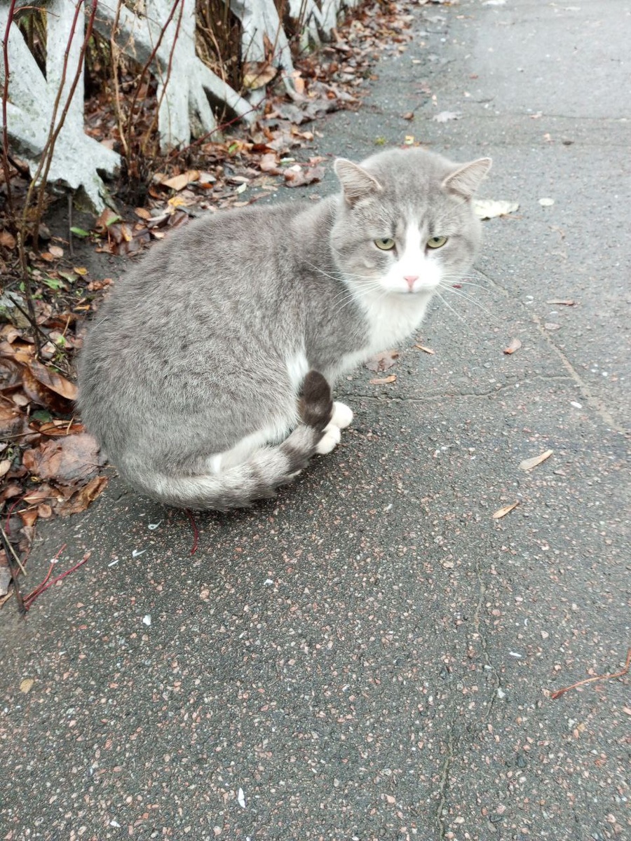 Осеннее. Сейчас щёчки -то потолще  у Серёни)