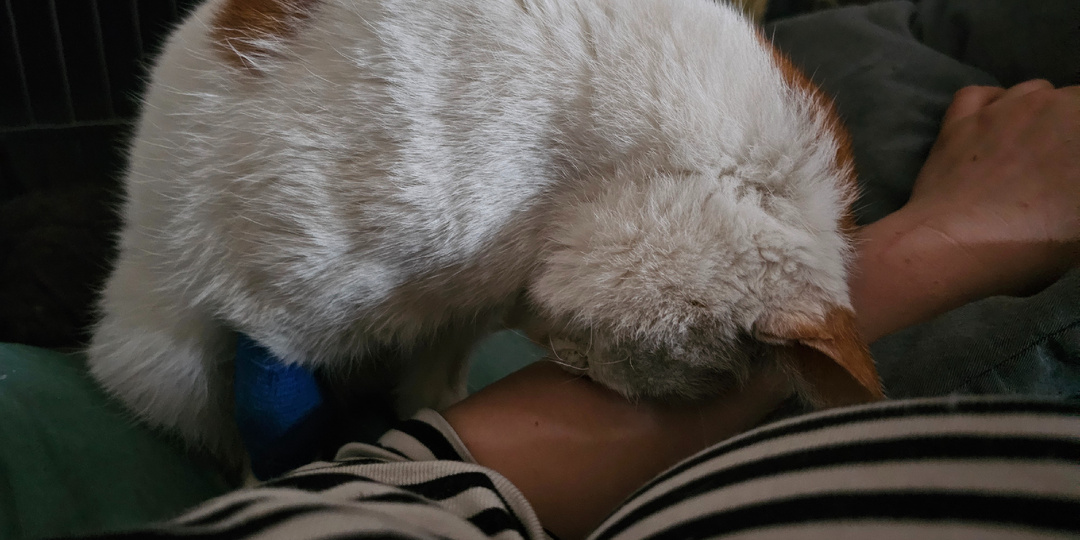 Кота Боинга помогите спасти.