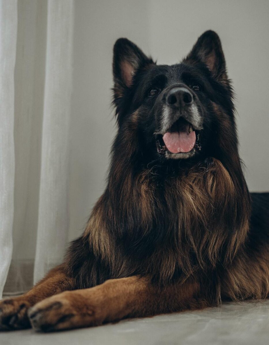 Локи, длинношерстная немецкая овчарка