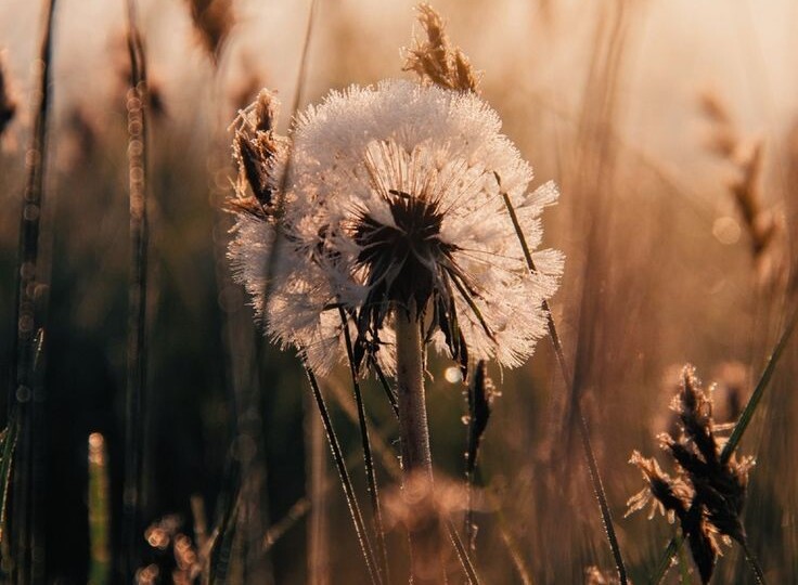 Что имею, то даю