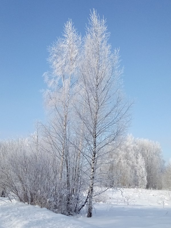 берёзы все в инее