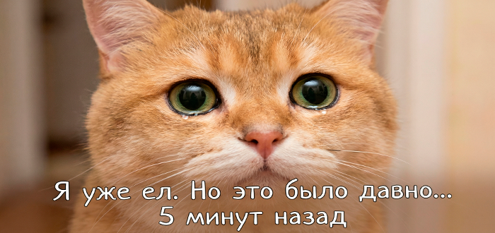 кошка просит еду