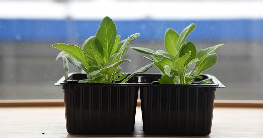 Сроки посева семян: как определить правильную дату посева