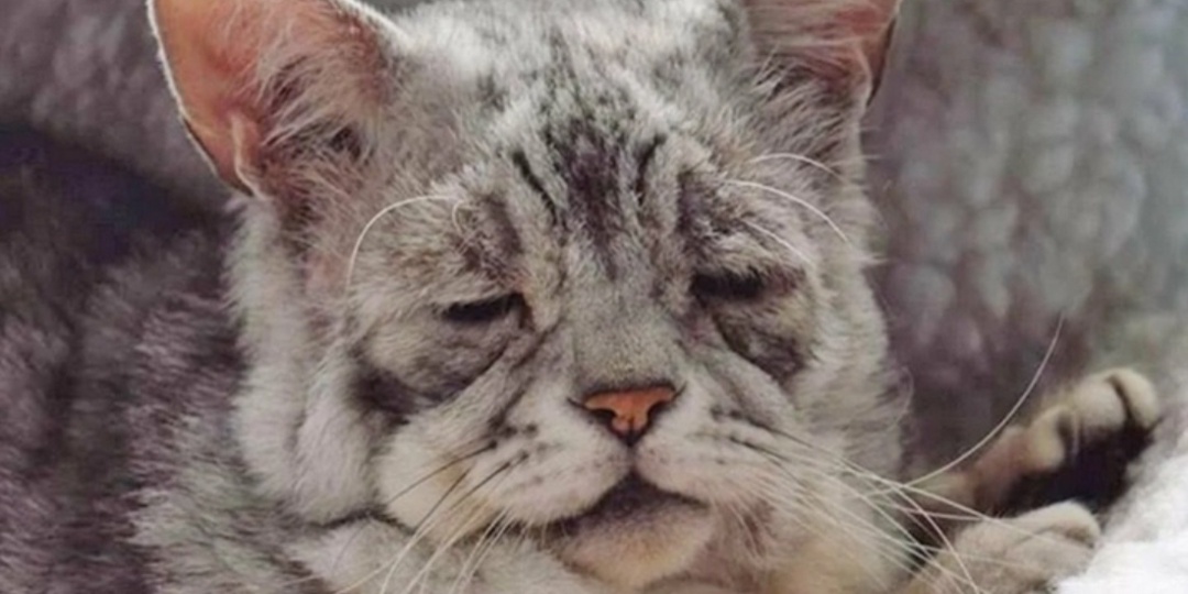 Как посчитать возраст кошки. Простой калькулятор. Рассказываю