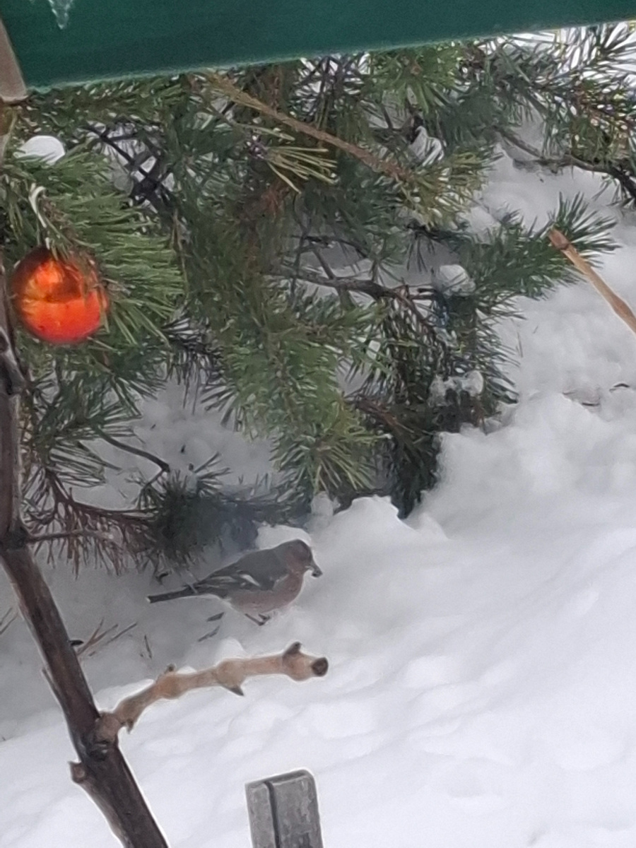 С семечкой в клюве