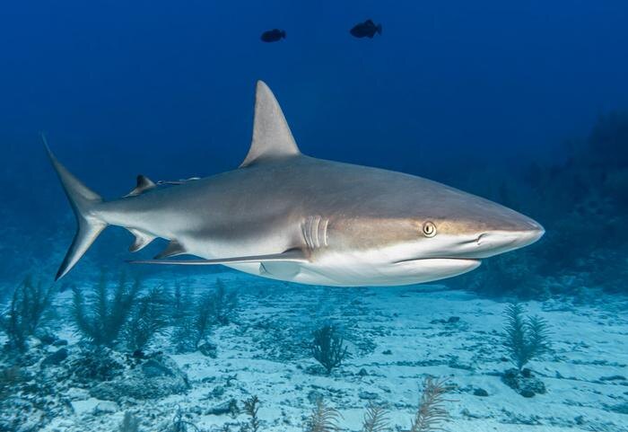 Обложка © freepik / wirestock