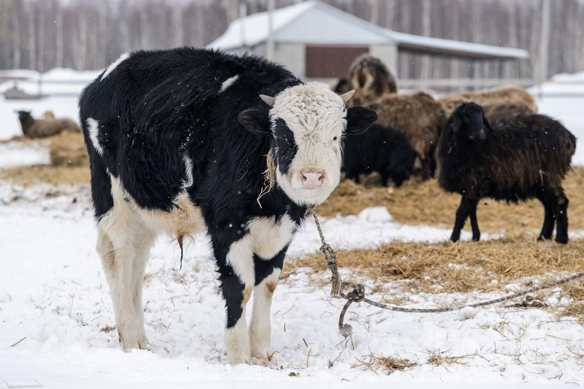    Фото: пресс-служба Министерства имущественных отношений Московской области