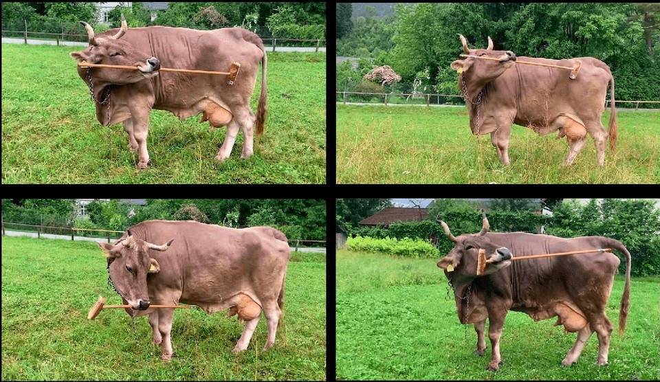    Фото: Antonio J. Osuna-Mascaró, www.vetmeduni.ac.at