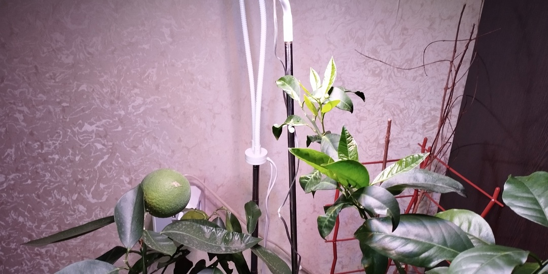 Мандарин-бунтарь, или Как цитрусовые пошли против системы