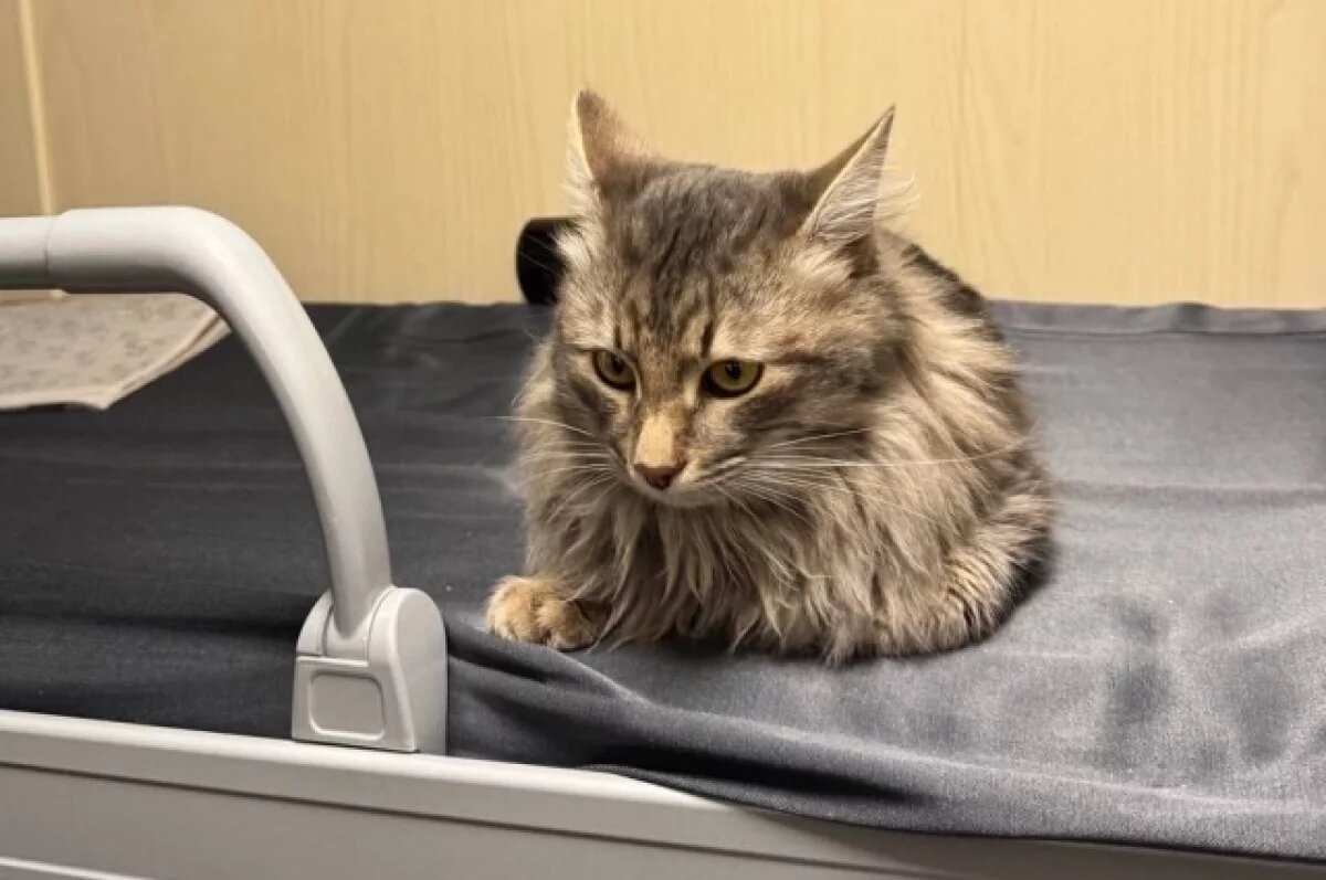    Остался на морозе.