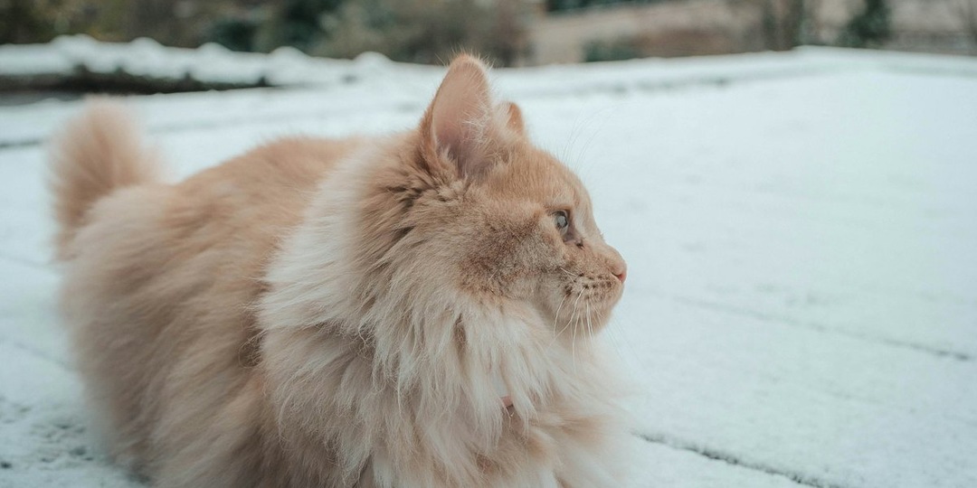 Из ледяного плена в теплый дом: как молодая кошка примерзла к гаражу