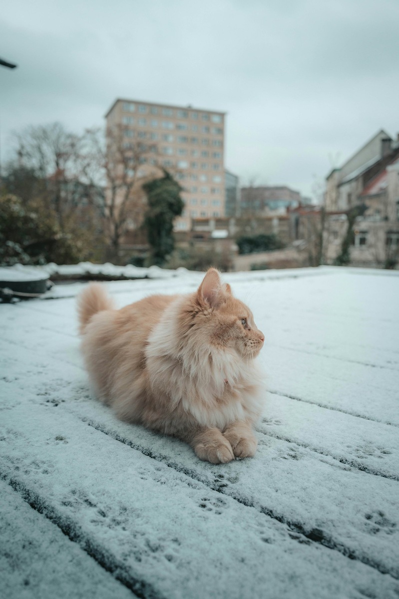    Фото несет иллюстративный характер