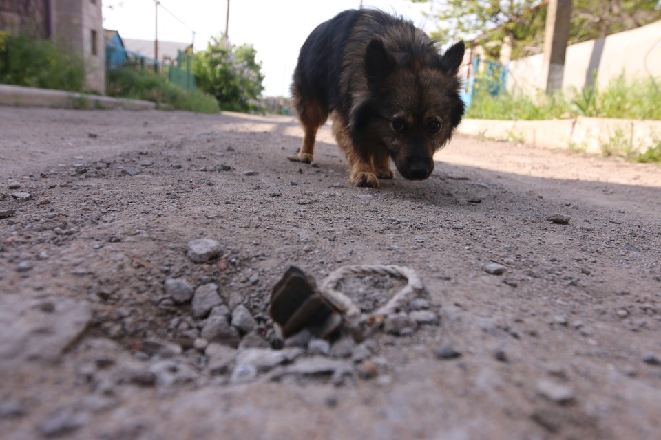    Волгоградские зоозащитники расширяют помощь животным. Александр КОЦ