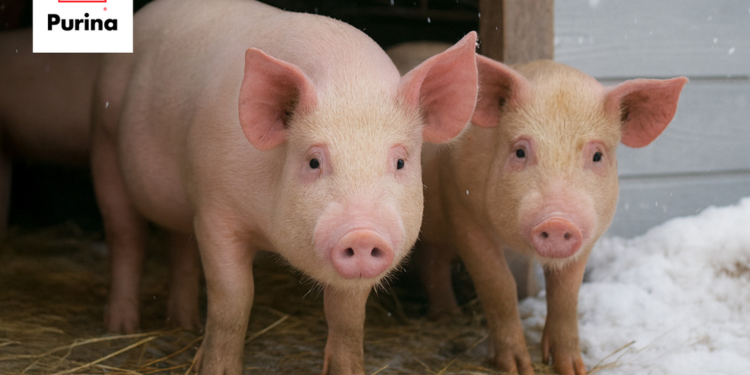 🐖 На что обратить внимание при зимнем содержании свиней