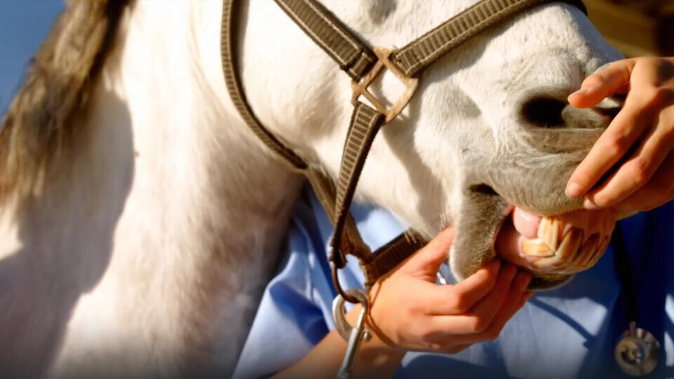 ФОТО: Кадр из программы "Как устроен мир", РЕН ТВ